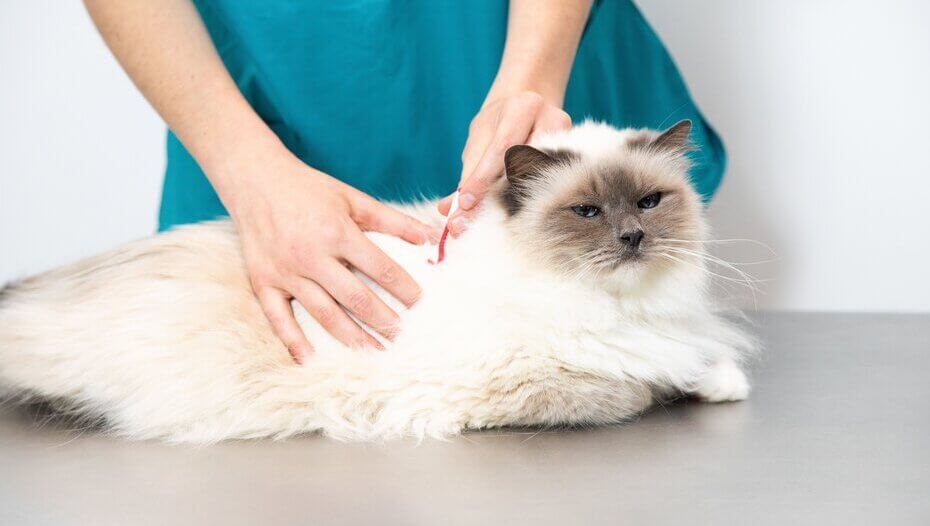Haarausfall bei Katzen Die Ursachen PURINA